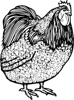 CHICK014